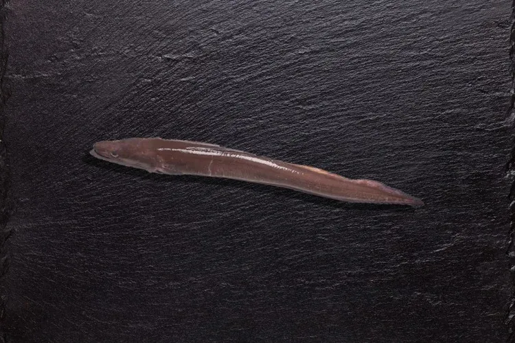 European Conger Eel (Conger conger) supplied wholesale by Gialmar