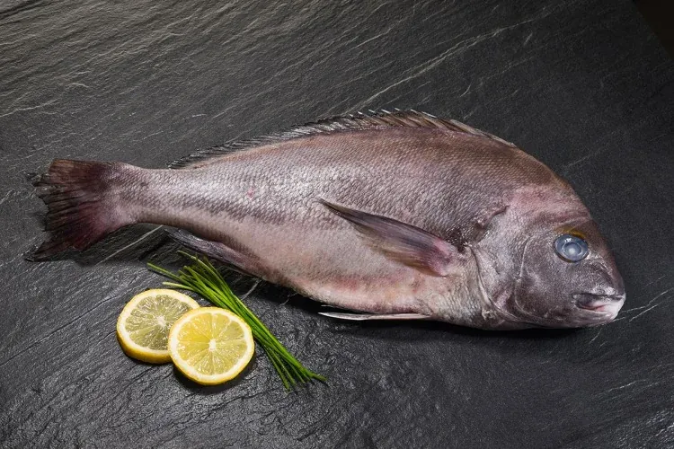 Red Porgy (Pagrus pagrus) supplied wholesale by Gialmar