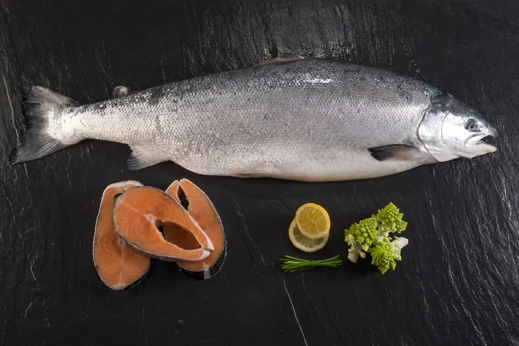 Salmon (Salmo salar, Oncorhynchus keta) supplied wholesale by Gialmar