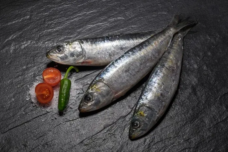 European Sardine (Sardina pilchardus) supplied wholesale by Gialmar