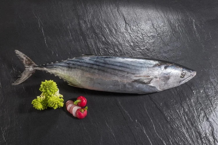 Atlantic Bonito (Sarda sarda) supplied wholesale by Gialmar