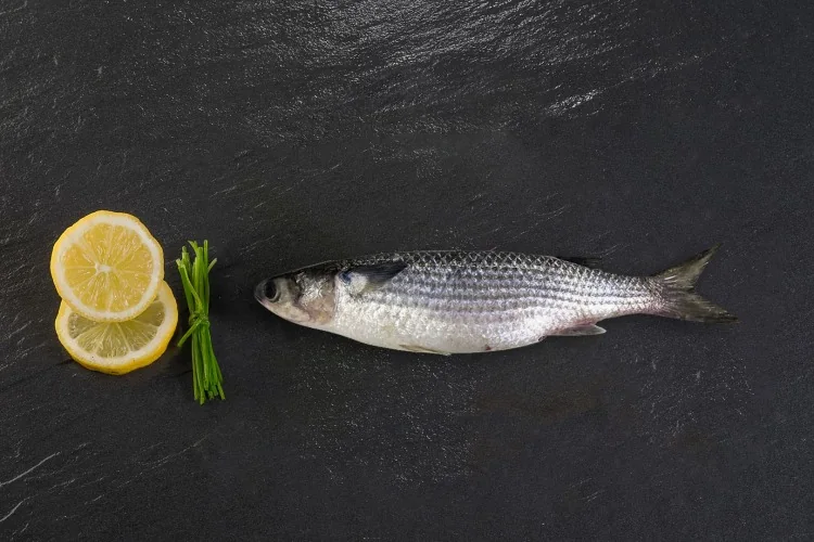 Thinlip Grey Mullet (Chelon ramada (Liza ramada)) supplied wholesale by Gialmar
